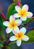Plumeria Seeds, Peach Pink Flowers