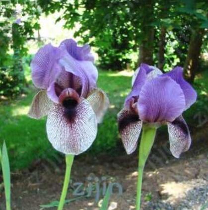 Iris Flower Seeds, Purple and Pale-White-Black Flowers