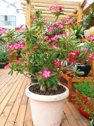 Adenium Obesum Seeds, Pink Single Flowers with Rose Pink Edge