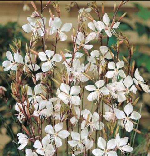 Gaura lindheimeri Engelm. et Gray Garden Home Seed home garden