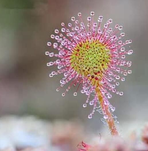 Rare Colorful Drosera Peltata Seed Potted Plant Circular Sundew Carnivorous Plants Garden Seeds