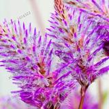 Rare Australia foxtail flores Seeds, Purple