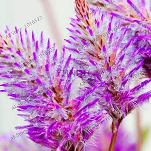 Rare Australia foxtail flores Seeds, Purple