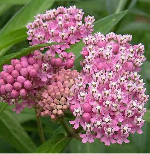 RedSwampMilkweedRoseAsclepiasIncarnataSeeds