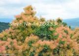 Cotinus Coggygria Seeds