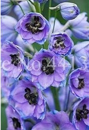 Dendrobium Orchid Flower Seeds, Light Bluish Purple Flowers