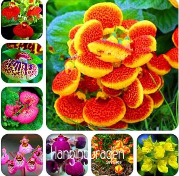 Japanese Seed potted Calceolaria plant Seeds