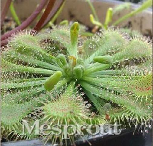 Carnivorous Potted Plant Seeds