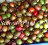 Schisandra Chinensis Chinese Outdoor Herb Fruit Seeds