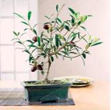 Mini Olive Seeds