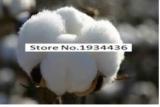 400pcs/bag Cotton Seeds
