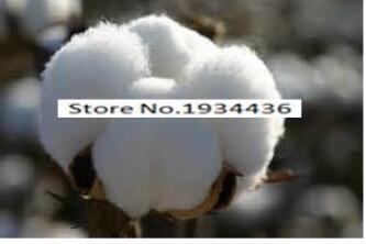 400pcs/bag Cotton Seeds