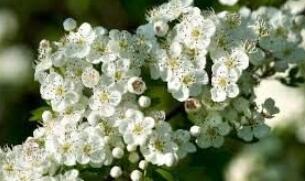 Crataegus punctata Tree Seeds