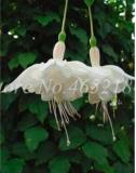 Fuchsia Seeds, White Flowers