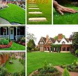 Japanese Forest Grass Lawn Seeds, Perennial Evergreen