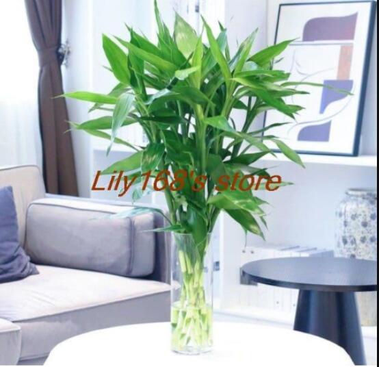 Lucky Bamboo Seeds