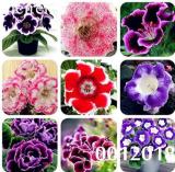 Gloxinia Seedling Climbing Gloxinia Flower Seeds