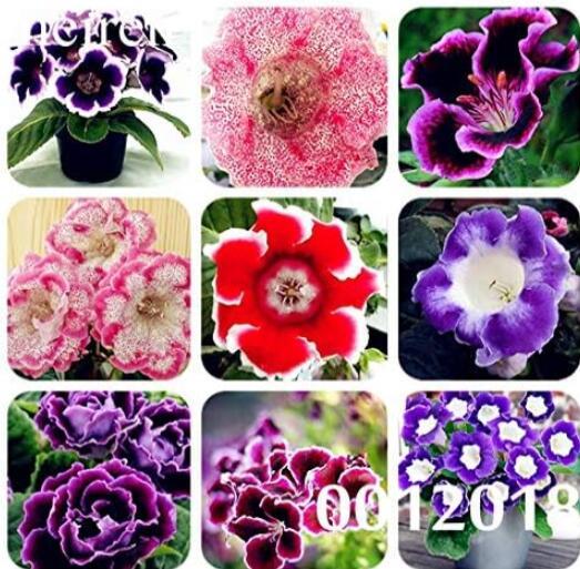 Gloxinia Seedling Climbing Gloxinia Flower Seeds