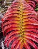 Japanese Rare Creeper Boston Fern Plant Seeds