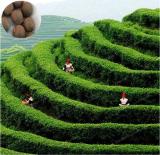Chinese Green Tea Tree Seed Plant Tea for Healthy Seed Tea Tree Home Garden