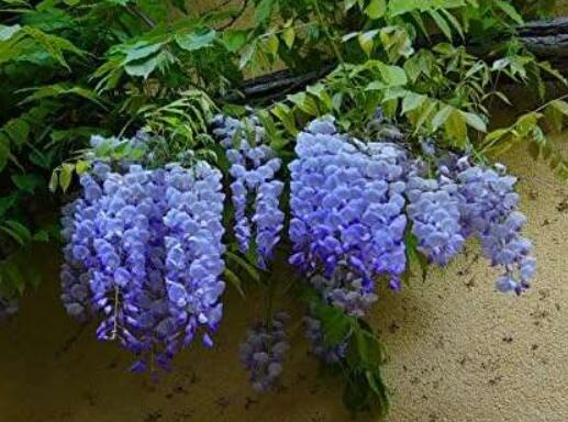 Blue Wisteria Seeds