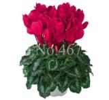 Cyclamen Seeds, Dark Red Flowers