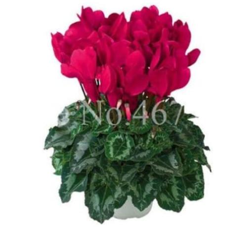 Cyclamen Seeds, Dark Red Flowers