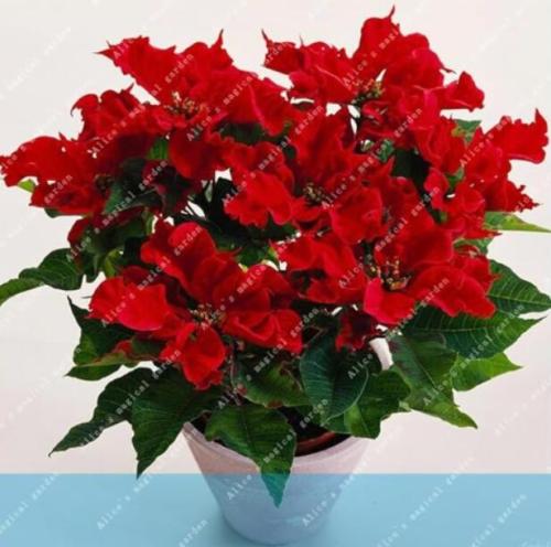 Poinsettia Euphorbia Pulcherrima potted Plant Seeds, Red Flowers