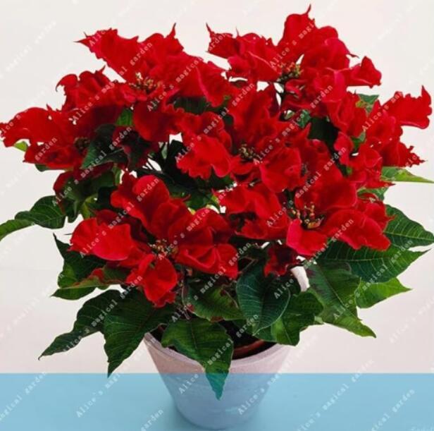 Poinsettia Euphorbia Pulcherrima potted Plant Seeds, Red Flowers