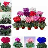 Cyclamen Seeds, Mixed Flowers