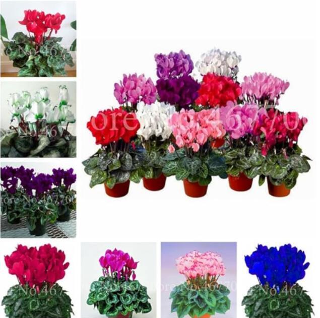 Cyclamen Seeds, Mixed Flowers