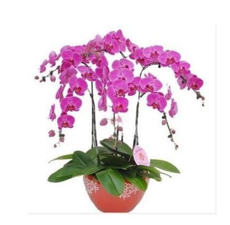 Phalaenopsis Orchid Seeds, Pink Flowers
