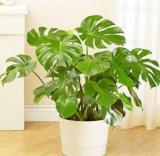 Rare Palm Turtle Leaves Monstera Seeds