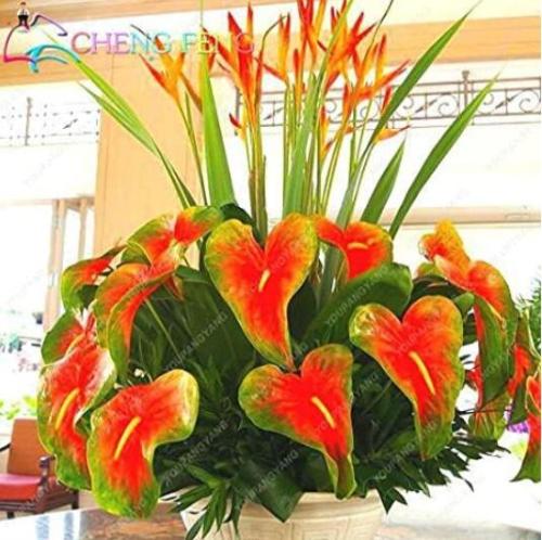 Anthurium Andraeanu Seeds, Rainbow Flowers