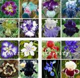Iris Flower Seeds, Mixed