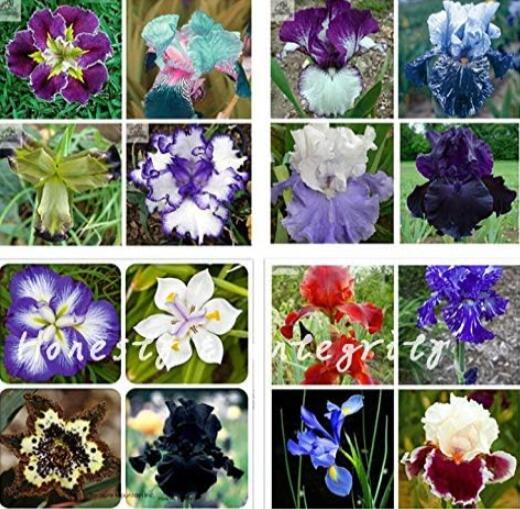 Iris Flower Seeds, Mixed