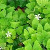 Mixed Oxalis Seeds, White Flowers