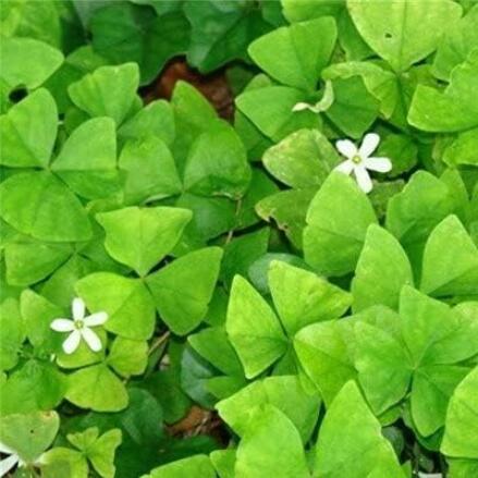 Mixed Oxalis Seeds, White Flowers