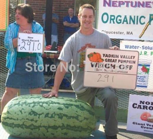 Giant Watermelon Seeds- HUGE 200 lbs