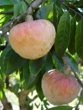 Annona Reticulata Seeds