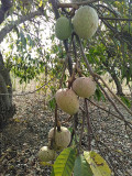 Annona Reticulata Seeds