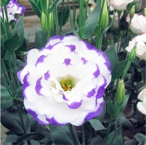 Lisianthus Eustoma Seeds, White Double Flowers with Purple Edge