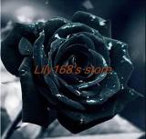 Black Rose Seeds, Double Flowers