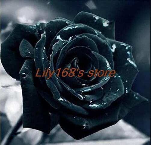 Black Rose Seeds, Double Flowers