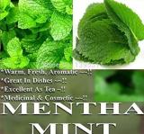 Apple Mint Herbs Balm Heirloom plants Peppermint Spearmint Seeds