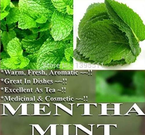 Apple Mint Herbs Balm Heirloom plants Peppermint Spearmint Seeds