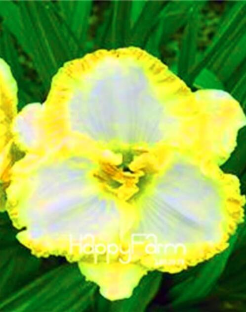 Hybrid Daylily Flower Seeds, Yellow-White Flowers
