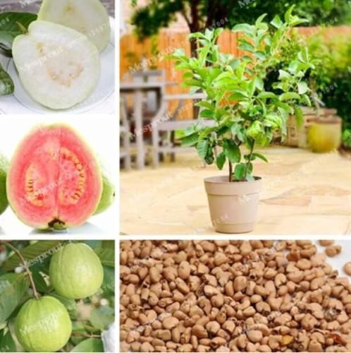 Guava Seeds Mixed