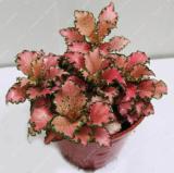 Fittonia/Reticulate Grass Seeds, Light Red with Green Damask Edge