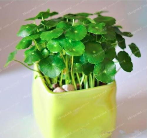 Raw Culture Horseshoe Gold Coins Grass Species Seeds